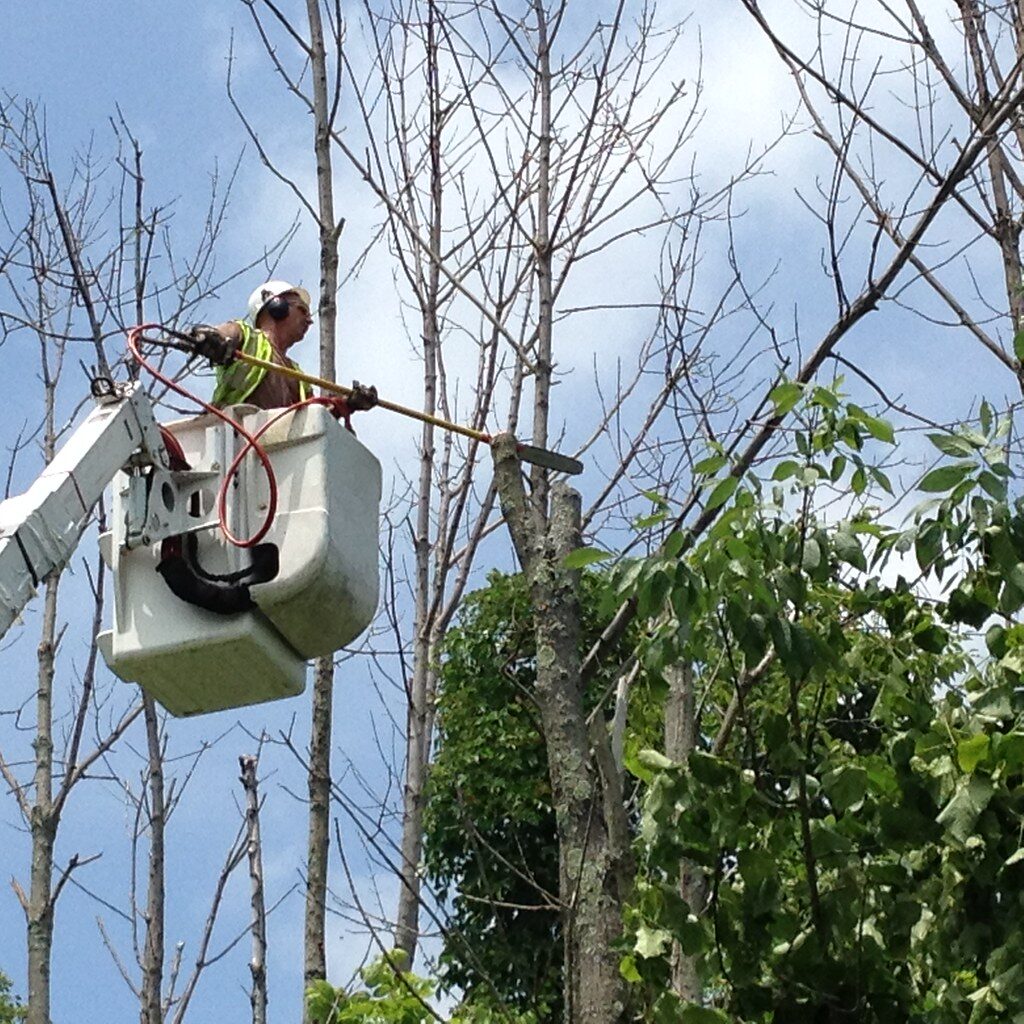 [4 Steps Hack]How To Cut Tree Limbs That Are Too High To Reach