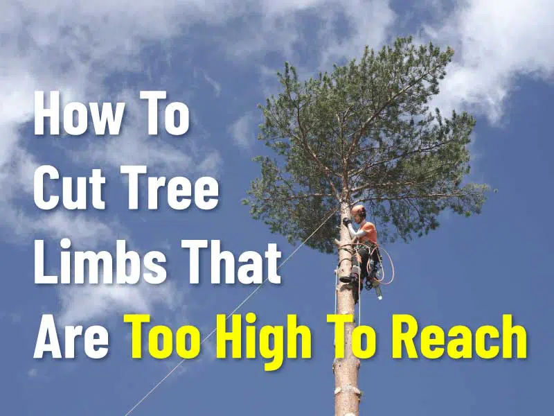 [4 Steps Hack]How To Cut Tree Limbs That Are Too High To Reach