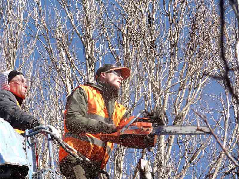 saw-cut-trees-old-tree-felling