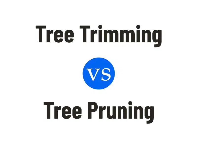Tree Trimming vs Tree Pruning