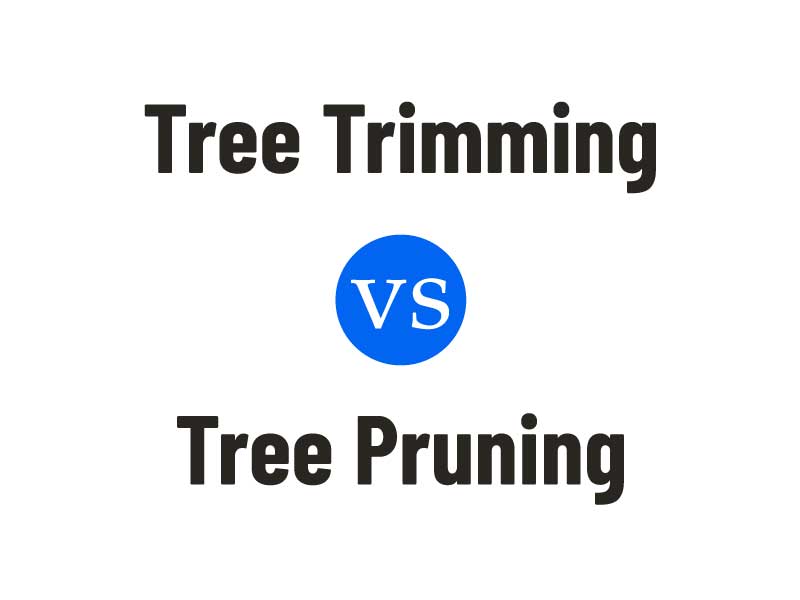 Tree Trimming Vs Tree Pruning Whats The Difference